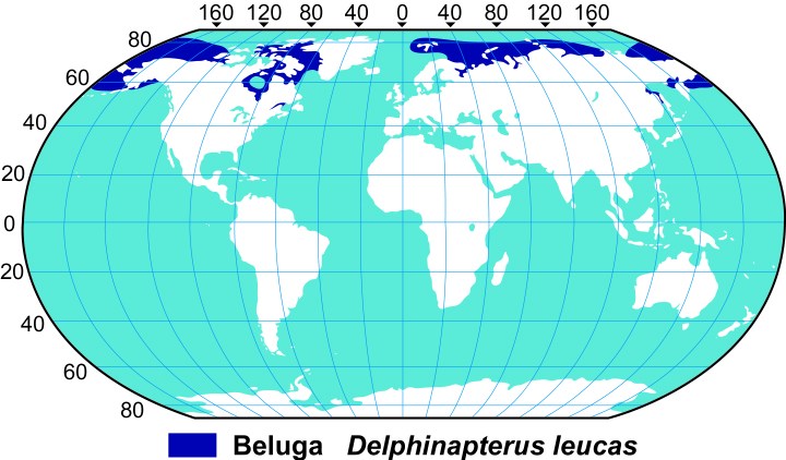 beluga whale calf. Beluga Whale Range Map