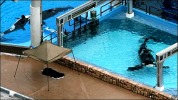 SeaWorld vs. OSHA- Killer Whale Showdown in Florida