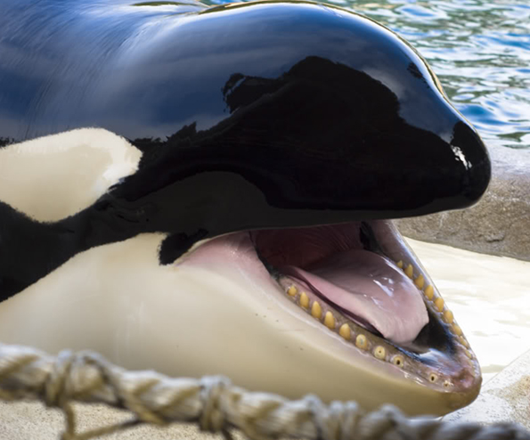 La Captivité des Orques et autres cétacés Orca-teeth-37
