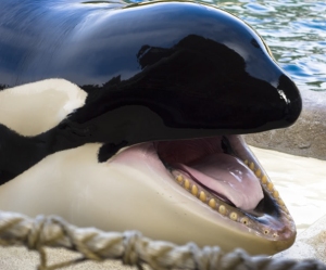 Poor Orca Oral Health