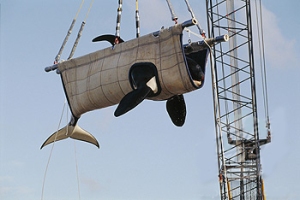 Transporting a Killer Whale