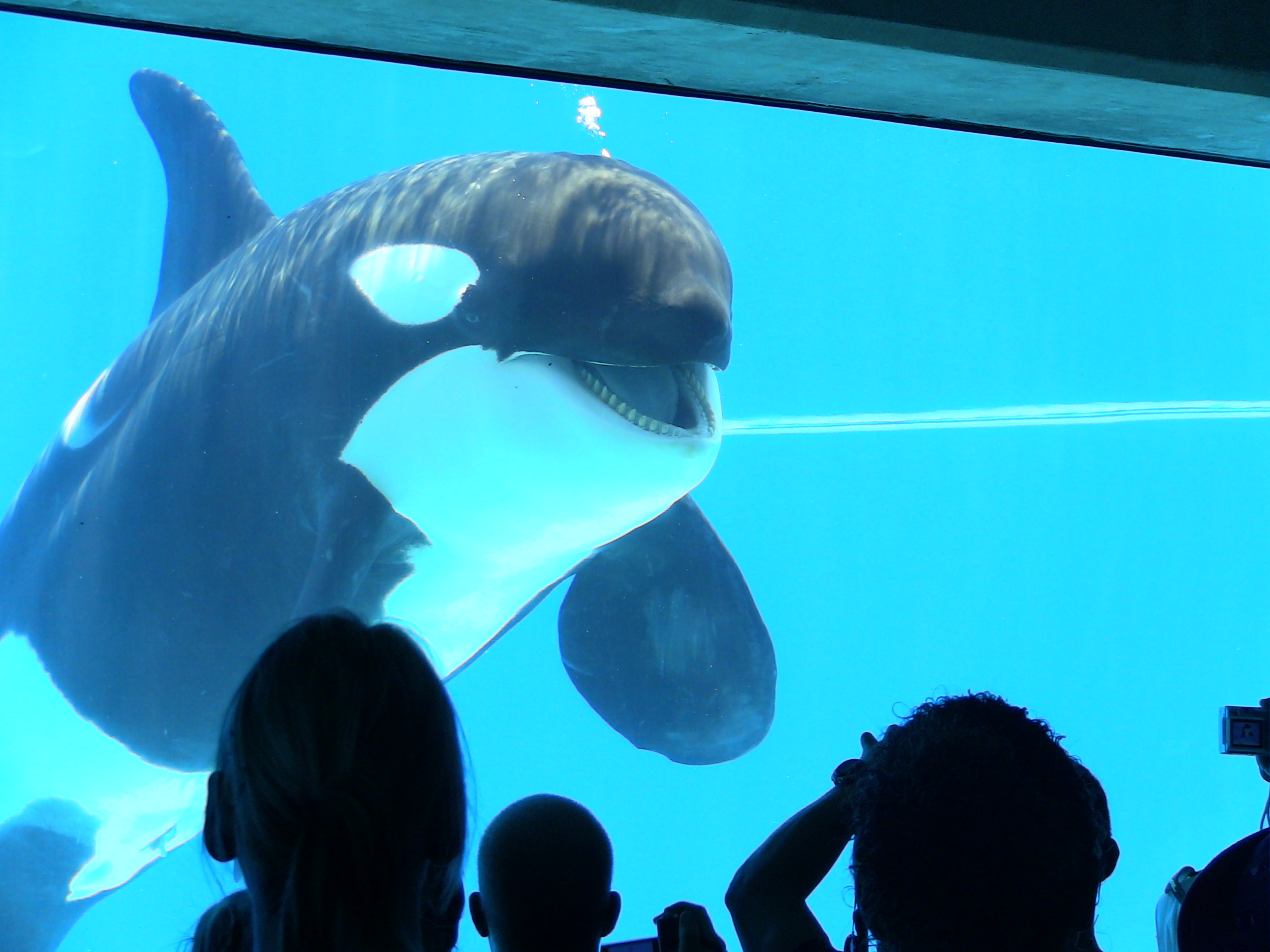 The future of orca whales in captivity in the united states