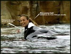 Despite SeaWorld's claims of Dawn’s ponytail “floating” into Tilikum’s mouth, this still from the Connell family video would indicate that her hair remained high and dry just seconds before the take-down.