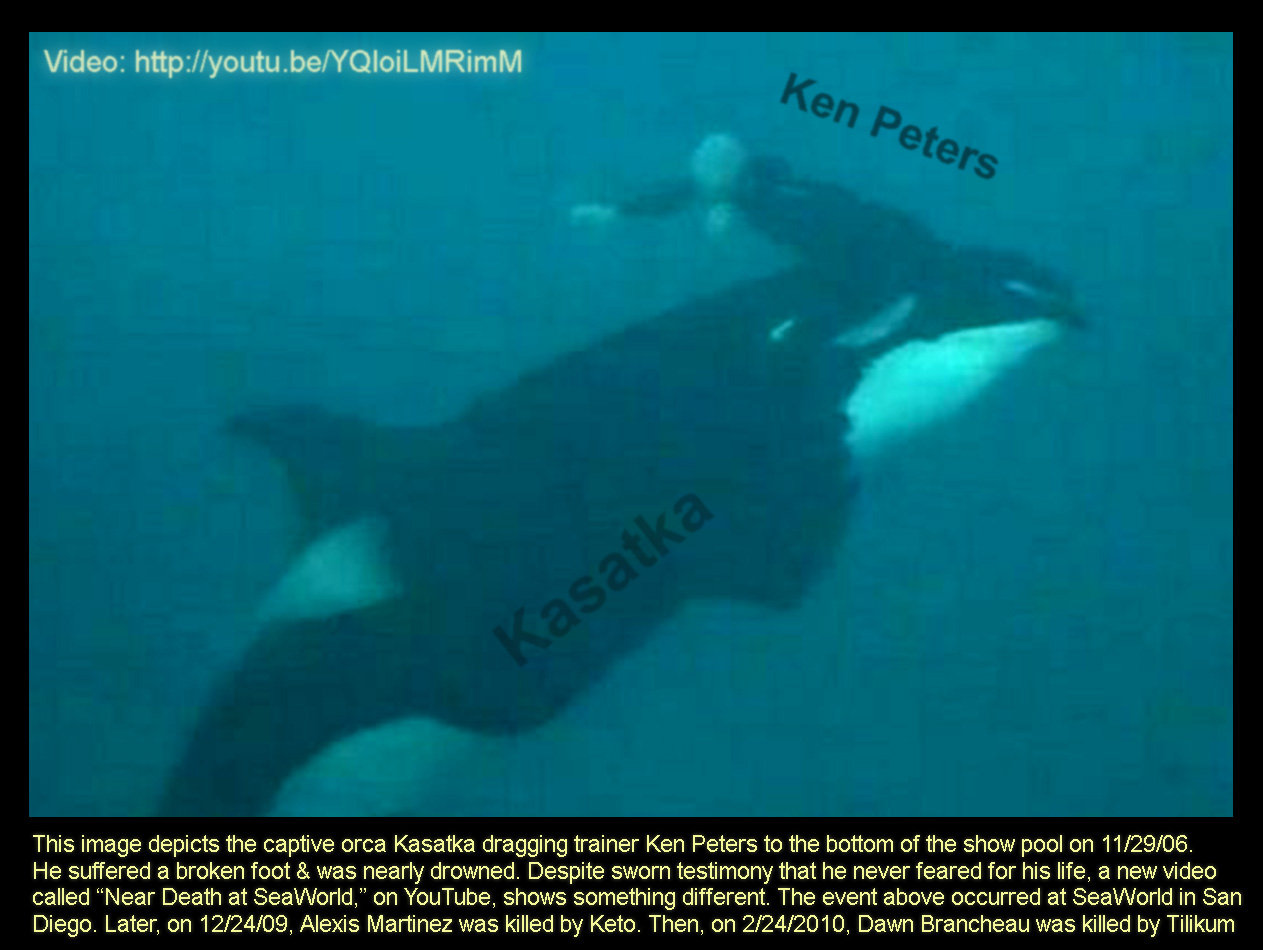 SeaWorld Killer Whale Trainer Attack Video Goes Viral The Orca Project